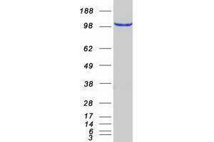 Western Blotting (WB) image for Chromosome 9 Open Reading Frame 86 (C9orf86) protein (Myc-DYKDDDDK Tag) (ABIN2728244)