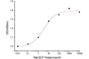 Activity Assay (AcA) image for KIT Ligand (KITLG) (AA 26-189) (Active) protein (His tag) (ABIN7607370)