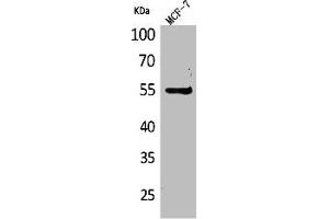 Western Blot analysis of MCF7 cells using CD85g Polyclonal Antibody (LILRA4 抗体  (Internal Region))
