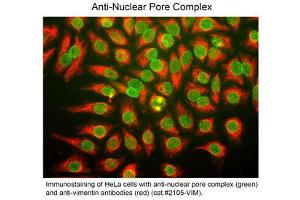 Immunostaining of Anti-Nuclear Pore Complex (Mouse) Antibody - 200-301-D98 Immunofluorescence Microscopy of Mouse anti-Nuclear Pore Complex antibody. (Nuclear Stain of Multiple Gene Products Including Nup62, Nup133 抗体)