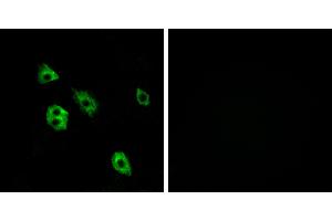 Peptide - +Western blot analysis of extracts from HUVEC cells, using GPR27 antibody. (GPR27 抗体  (Internal Region))