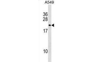 Western Blotting (WB) image for anti-Double Homeobox 3 (DUX3) antibody (ABIN2999836) (DUX3 抗体)