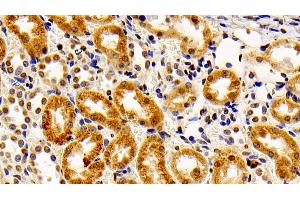 Detection of FGF2 in Rabbit Kidney Tissue using Polyclonal Antibody to Fibroblast Growth Factor 2, Basic (FGF2) (FGF2 抗体  (AA 26-153))