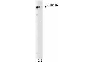 Western blot analysis of RPTPbeta on a Jurkat cell lysate. (PTPRZ1 抗体  (AA 2098-2307))