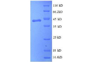 SDS-PAGE (SDS) image for Peripheral Myelin Protein 2 (PMP2) (AA 1-132), (full length) protein (GST tag) (ABIN7479296)