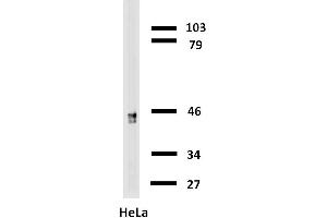 Western blotting analysis of cytokeratin 18 in HeLa cells with anti-cytokeratin 18 biotin. (Cytokeratin 18 抗体  (Biotin))