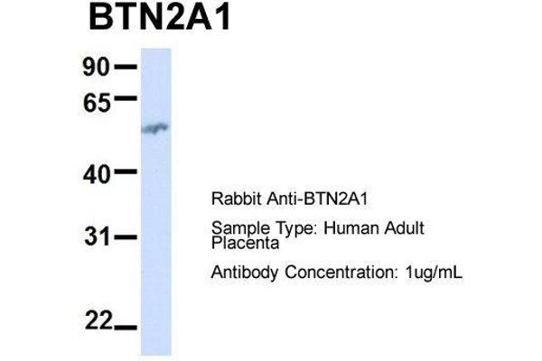 BTN2A1 anticorps  (N-Term)