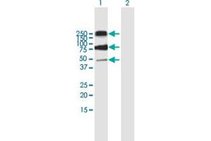 Western Blot analysis of CD68 expression in transfected 293T cell line by CD68 MaxPab polyclonal antibody. (CD68 抗体  (AA 1-354))