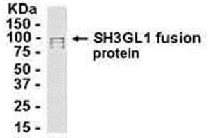 Western Blotting (WB) image for anti-SH3-Domain GRB2-Like 1 (SH3GL1) (AA 1-360) antibody (ABIN2468136) (SH3GL1 抗体  (AA 1-360))