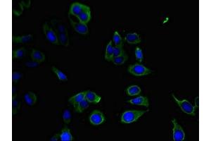 Immunofluorescent analysis of Hela cells using ABIN7165923 at dilution of 1:100 and Alexa Fluor 488-congugated AffiniPure Goat Anti-Rabbit IgG(H+L) (PPP1R12C 抗体  (Regulatory Subunit 12C))