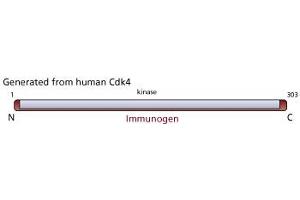 Image no. 1 for anti-Cyclin-Dependent Kinase 4 (CDK4) (N-Term) antibody (ABIN967650)