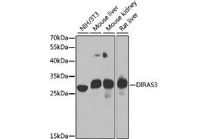 Western blot analysis of extracts of various cell lines, using DIRAS3 antibody. (DIRAS3 抗体)