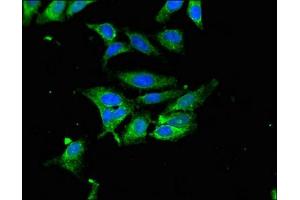 Immunofluorescent analysis of Hela cells using ABIN7154998 at dilution of 1:100 and Alexa Fluor 488-congugated AffiniPure Goat Anti-Rabbit IgG(H+L) (Hemopexin 抗体  (AA 32-254))