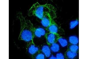 IF analysis of SHP1/PTPN6 using anti-SHP1/PTPN6 antibody (ABIN7602271). (SHP1 抗体  (AA 67-572))