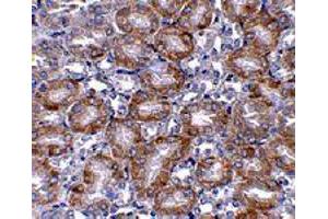 Immunohistochemistry of MTCH2 in mouse kidney tissue with MTCH2 polyclonal antibody  at 5 ug/mL .