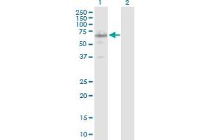 Western Blot analysis of IRX3 expression in transfected 293T cell line by IRX3 MaxPab polyclonal antibody. (IRX3 抗体  (AA 1-501))