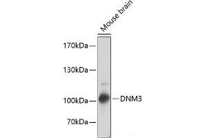 Western blot analysis of extracts of Mouse brain using DNM3 Polyclonal Antibody at dilution of 1:2000. (Dynamin 3 抗体)