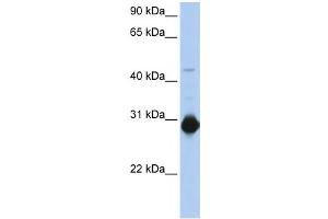 Western Blotting (WB) image for anti-Ras Homolog Gene Family, Member U (RHOU) antibody (ABIN2458570) (RHOU 抗体)