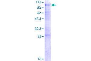 OSBPL10 Protein (AA 1-764) (GST tag)