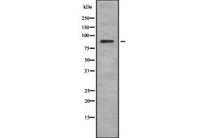 Western blot analysis of Rsk-4 using K562 whole cell lysates (RPS6KA6 抗体  (C-Term))
