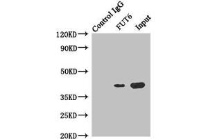 Immunoprecipitating FUT6 in Hela whole cell lysate Lane 1: Rabbit control IgG instead of (1 μg) instead of ABIN7143736 in Hela whole cell lysate. (FUT6 抗体  (AA 170-359))