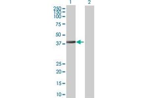 Western Blot analysis of DNAJB6 expression in transfected 293T cell line by DNAJB6 MaxPab polyclonal antibody. (DNAJB6 抗体  (AA 1-326))