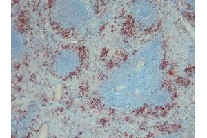 Immunohistochemical staining on human spleen paraffin sections using S100A9 antibody clone S36-48.
