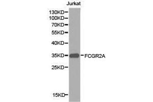 Western Blotting (WB) image for anti-Fc Fragment of IgG, Low Affinity IIa, Receptor (CD32) (FCGR2A) antibody (ABIN1872671) (FCGR2A 抗体)