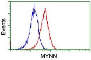 Image no. 2 for anti-Myoneurin (MYNN) (AA 10-300) antibody (ABIN1490791) (Myoneurin 抗体  (AA 10-300))