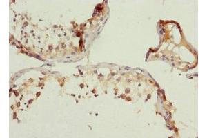 Immunohistochemistry of paraffin-embedded human testis tissue using ABIN7166308 at dilution of 1:100