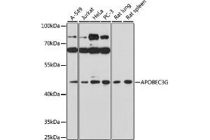 Western blot analysis of extracts of various cell lines, using G antibody (ABIN3021983, ABIN3021984, ABIN3021985 and ABIN6218549) at 1:1000 dilution. (APOBEC3G 抗体  (AA 60-330))