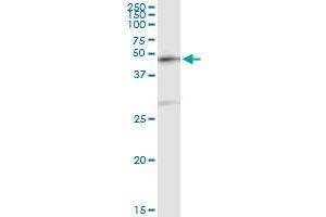 Immunoprecipitation of CRLF3 transfected lysate using anti-CRLF3 MaxPab rabbit polyclonal antibody and Protein A Magnetic Bead , and immunoblotted with CRLF3 purified MaxPab mouse polyclonal antibody (B01P) . (CRLF3 抗体  (AA 1-442))