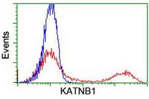 HEK293T cells transfected with either RC201852 overexpress plasmid (Red) or empty vector control plasmid (Blue) were immunostained by anti-KATNB1 antibody (ABIN2455206), and then analyzed by flow cytometry. (KATNB1 抗体)