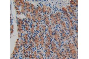 IHC-P analysis of stomach tissue, with DAB staining. (AGRN 抗体  (AA 1206-1475))