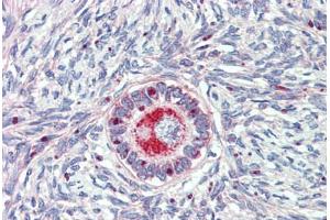 Anti-TM9SF1 antibody  ABIN1104705 IHC staining of human ovary. (TM9SF1 抗体  (Internal Region))