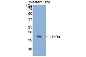 Western Blotting (WB) image for anti-Bone Morphogenetic Protein 15 (BMP15) (AA 274-390) antibody (ABIN1858149) (BMP15 抗体  (AA 274-390))