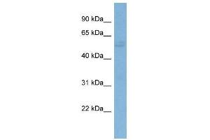 WB Suggested Anti-G3BP1  Antibody Titration: 0. (G3BP1 抗体  (N-Term))