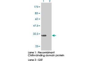 Image no. 1 for anti-Chitin Binding Domain antibody (ABIN531947) (Chitin Binding Domain 抗体)