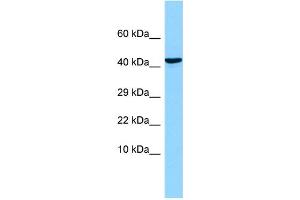 WB Suggested Anti-OLFM1 Antibody Titration: 1. (Olfactomedin 1 抗体  (N-Term))