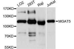 Western blot analysis of extracts of various cell lines, using MGAT5 antibody. (MGAT5 抗体)