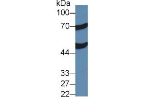 Western blot analysis of Mouse Liver lysate, using Human ACOX1 Antibody (2 µg/ml) and HRP-conjugated Goat Anti-Rabbit antibody ( (ACOX1 抗体  (AA 210-409))