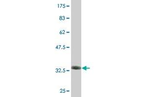 ZNF79 antibody  (AA 52-151)