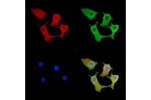 ABIN7095553 and ABIN7099610 staining Hela cells by IF/ICC. (IREB2 抗体)