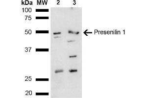 Western blot analysis of Mouse, Rat liver lysate showing detection of ~52. (Presenilin 1 抗体  (AA 100-200) (Biotin))