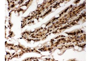 Anti- Lamin A Picoband antibody, IHC(P) IHC(P): Rat Intestine Tissue (Lamin A/C 抗体  (AA 481-646))