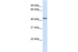 WB Suggested Anti-PDK3 Antibody Titration:  0. (PDK3 抗体  (N-Term))