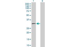 Western Blot analysis of IGFBP2 expression in transfected 293T cell line by IGFBP2 MaxPab polyclonal antibody.