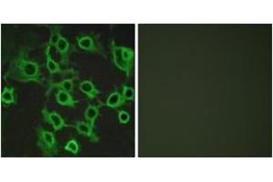 Immunofluorescence analysis of COS7 cells, using CCRL2 Antibody.