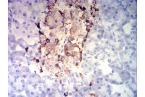 Immunohistochemical analysis of paraffin-embedded pancreatic tissues using CHGA mouse mAb with DAB staining. (Chromogranin A 抗体  (AA 278-457))