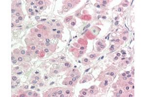 Immunohistochemistry (IHC) image for anti-Solute Carrier Family 1 (Glutamate/Neutral Amino Acid Transporter), Member 4 (SLC1A4) (C-Term) antibody (ABIN6754937)